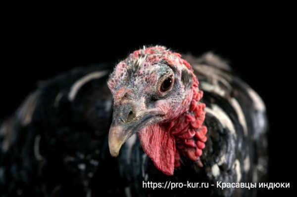 Содержание взрослых индюков