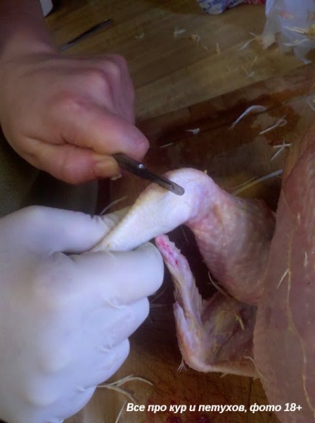 Как ощипать и разделать курицу в домашних условиях