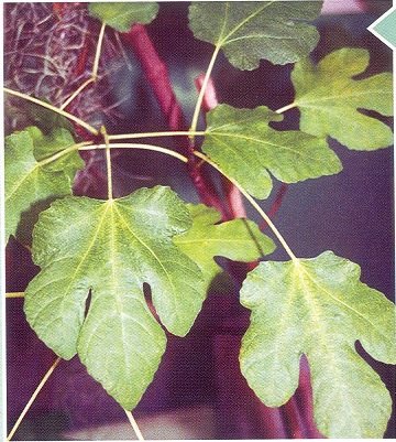 Фикусы - виды и фото Фикусы - виды и фото