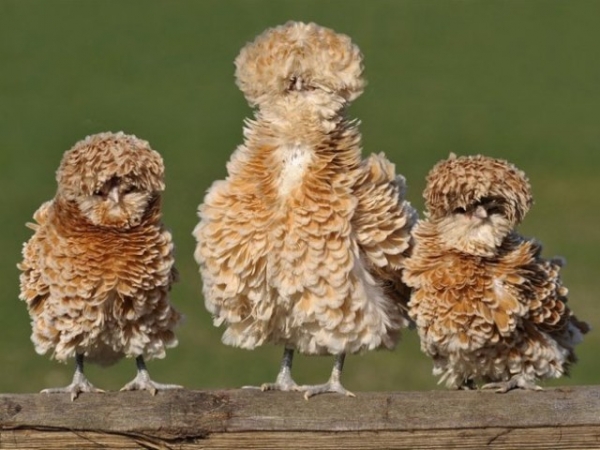 Все, что вы хотели знать о декоративных курах Все, что вы хотели знать о декоративных курах