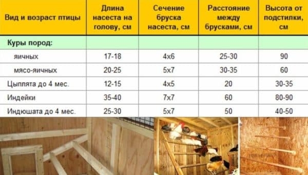 Все что нужно знать о том как правильно построить курятник
