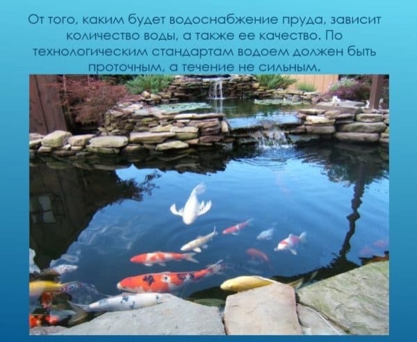 Как выращивать карпа в домашних условиях: разведение и содержание Как выращивать карпа в домашних условиях: разведение и содержание