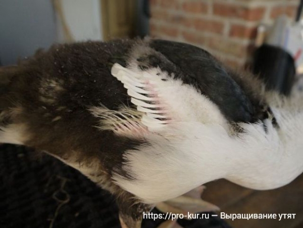 Выращивание утят в домашних условиях для начинающих Выращивание утят в домашних условиях для начинающих