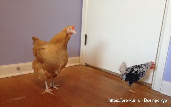Куры в домашнем хозяйстве