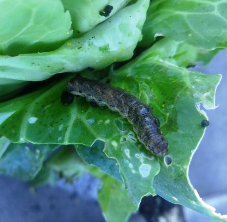 Гусеницы на капусте, как избавиться от них без химии.
