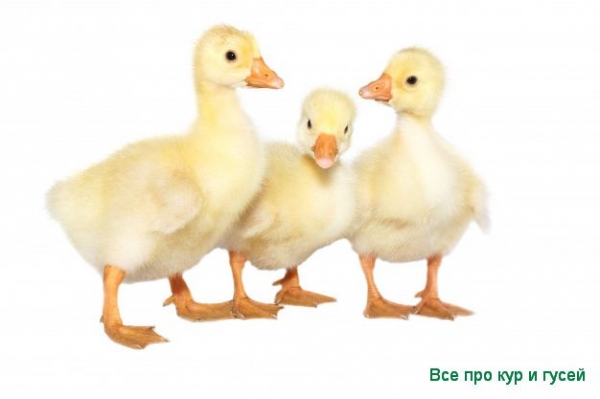 Уход за гусятами и их кормление