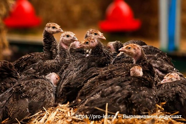 Выращивание индюшат в домашних условиях Выращивание индюшат в домашних условиях