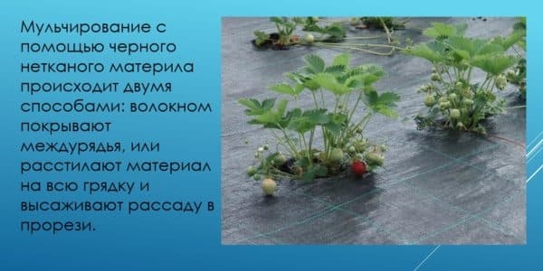 Укрывные материалы для грядок – помощники садовода и огородника