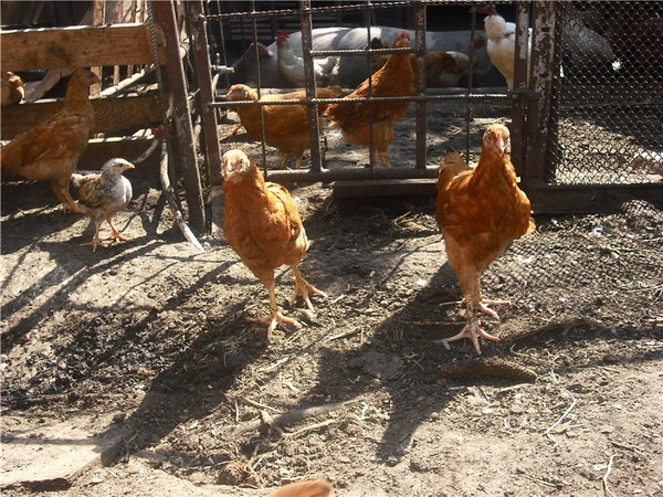 Хочу купить кур Фокси Чик — на что обращать внимание?