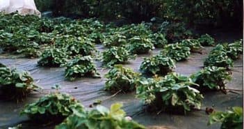 Шпалера для малины: аккуратно, эстетично, продуктивно