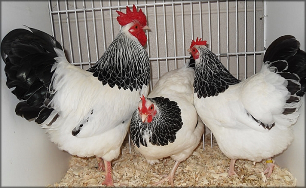 Все о курочках Суссекс