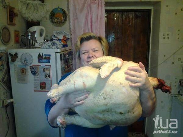 Вопросы и ответы про кур и петухов