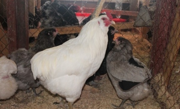 Куры Арауканской породы — производители бирюзовых яиц