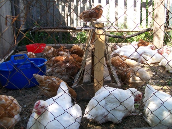 Вопросы о бройлерах — содержание в домашних условиях и возможные болезни