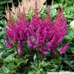 Как сделать пруд на даче, в саду, возле дома Как сделать пруд на даче, в саду, возле дома