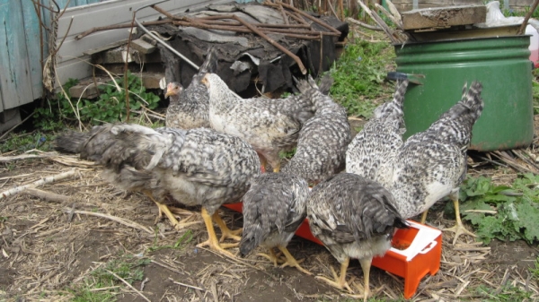 Все о Борковской Барвистой породе курочек Все о Борковской Барвистой породе курочек