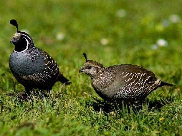 Разведение птицы в домашних условиях на даче или в саду