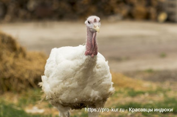 Домашняя индейка и ее биологические особенности Домашняя индейка и ее биологические особенности