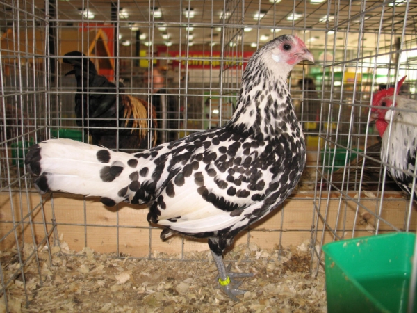 Все о курочках-красавицах Гамбургской породы Все о курочках-красавицах Гамбургской породы