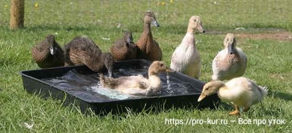 Птичник для уток своими руками — как построить и оборудовать Птичник для уток своими руками — как построить и оборудовать