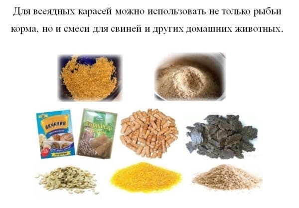 Как и чем кормить карасей в домашнем пруду?