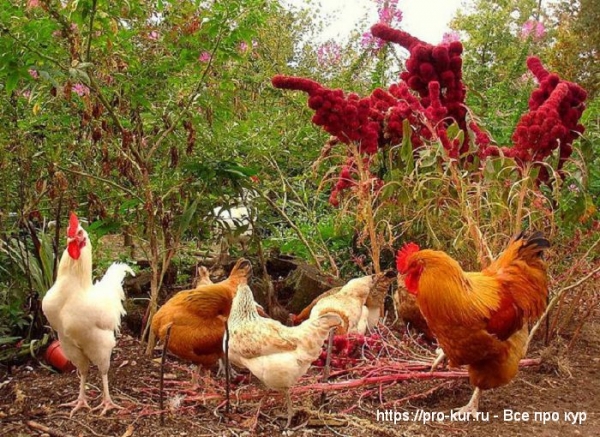 Куры в огороде весной, летом, осенью и зимой