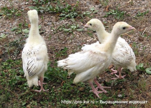 Особенности выращивания племенных индюшат