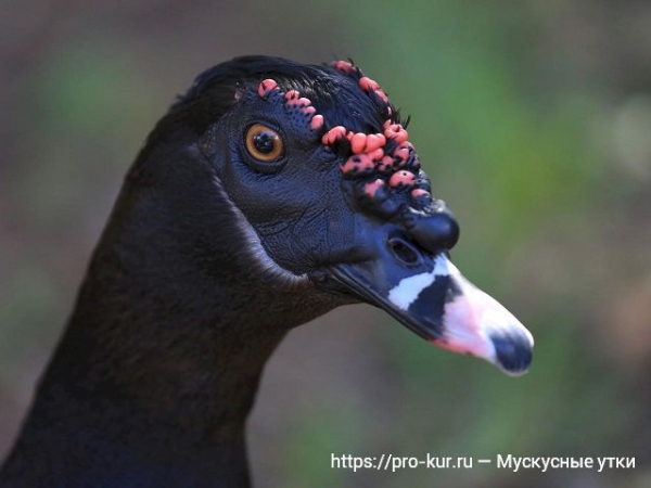 Мускусные утки в домашних условиях