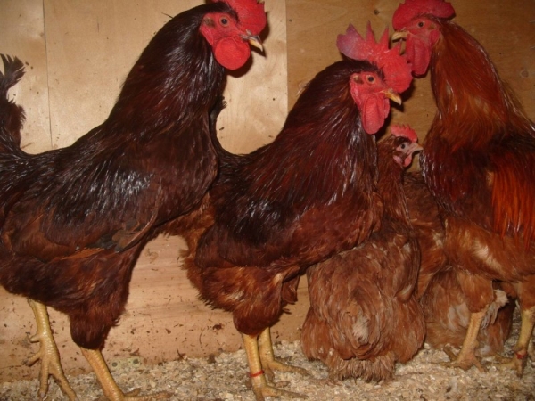 Все о курах породы Род-Айленд Все о курах породы Род-Айленд