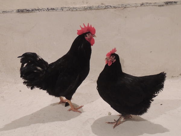 Панциревские куры — достойное украшение птичьего двора Панциревские куры — достойное украшение птичьего двора