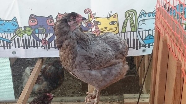 Разведение кур как бизнес на несушках и яйцах