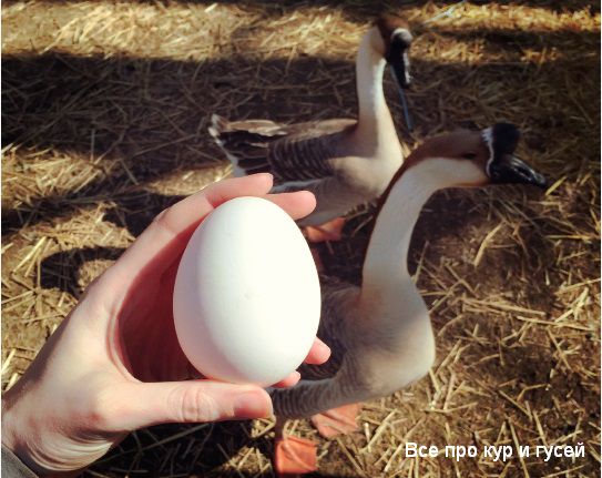 Сколько гуси несут яиц в год Сколько гуси несут яиц в год