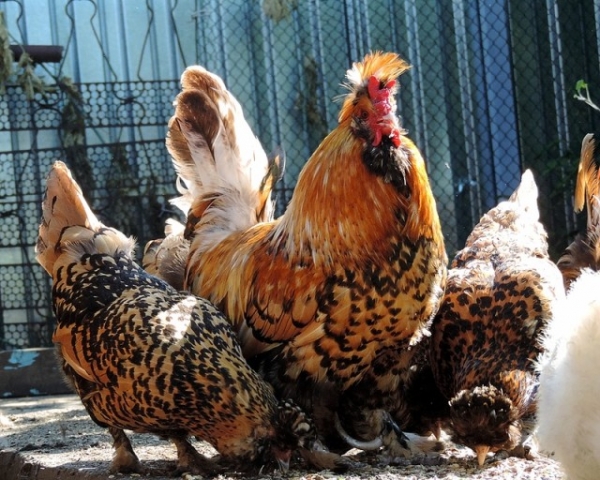 Русская Павловская курица — самая красивая в мире