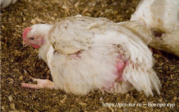 Болезни бройлеров — симптомы и лечение Болезни бройлеров — симптомы и лечение