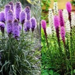 Альпинарий: виды, устройство, растения