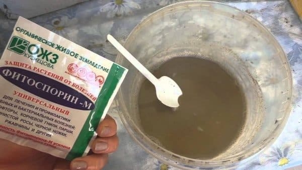 Обработка смородины Фитоспорином: инструкцию по применению Обработка смородины Фитоспорином: инструкцию по применению