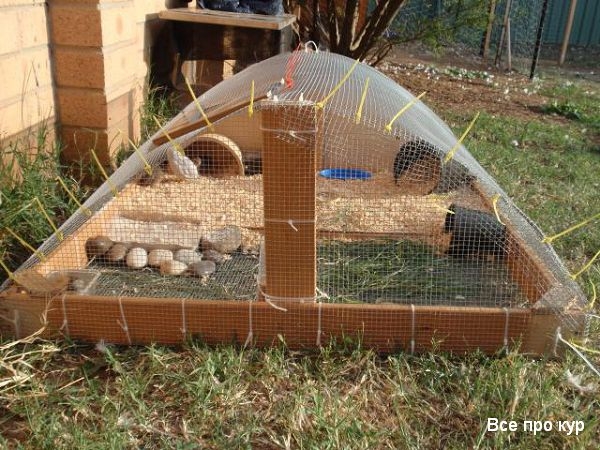 Разведение перепелок на дачном участке Разведение перепелок на дачном участке