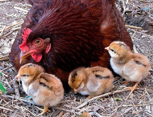 Интересное про кур и петухов, факты и мифы