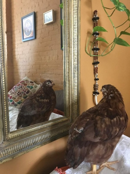 Курица живет в квартире — фото и карьера несушки фотомодели