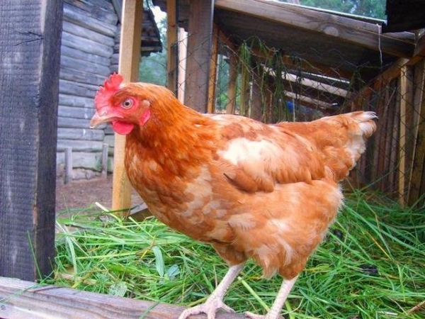 Характеристика Кубанских несушек Характеристика Кубанских несушек