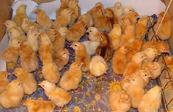 Кто такие Царскосельские курочки?