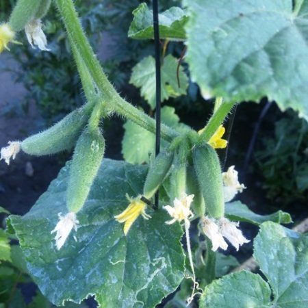 Почему завязи огурцов желтеют, опадают, не растут?