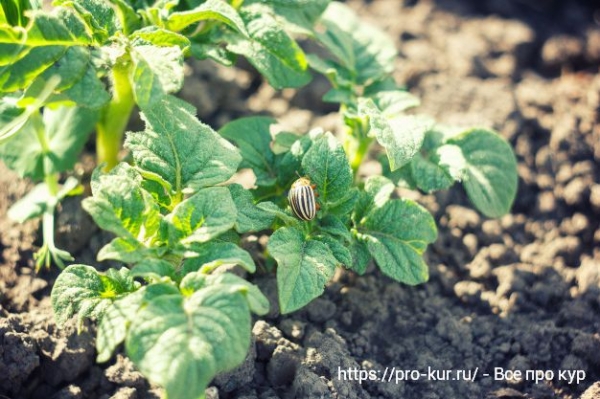 Способы борьбы с колорадским жуком