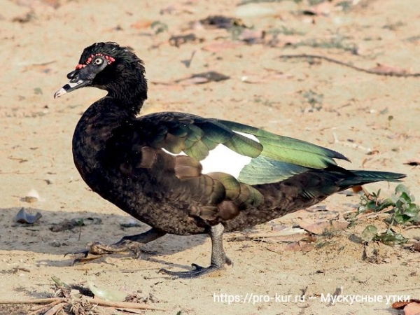 Мускусные утки в домашних условиях