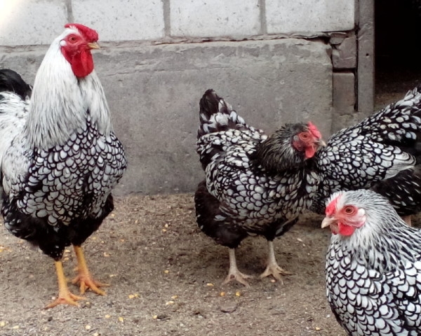 ТОП-15 элитных и редких пород кур ТОП-15 элитных и редких пород кур