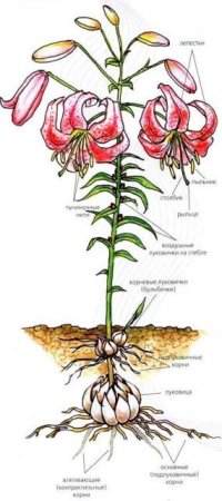 Лилии - описание, классификация сортов Лилии - описание, классификация сортов