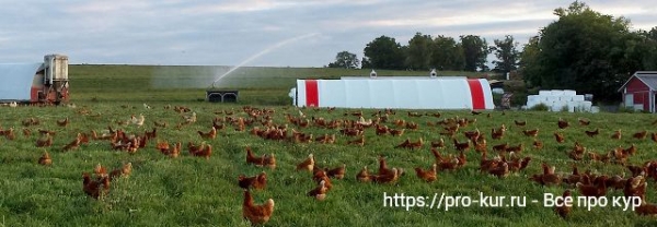 Какие яйца можно считать органическими?