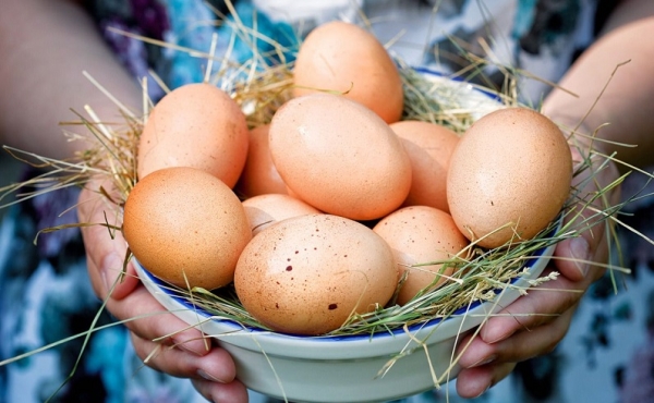 Характеристика Кубанских несушек Характеристика Кубанских несушек