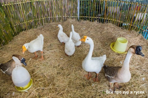 Топ-8 секретов содержания гусей