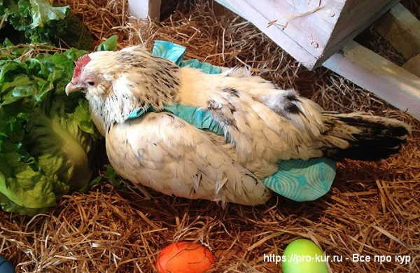 Куры в подгузниках фото и видео